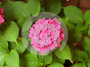 Closeup of the pretty pink bigleaf hydrangea flower