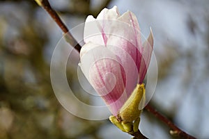 Closeup of pretty pink magnolia flower blooming in spring time