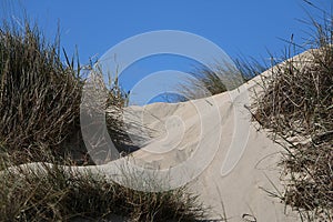 a closeup of a pretty sandy dune with dune grass and blue sky on the beach