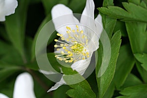 Closeup of a pretty white wood anemone flower with green leaves