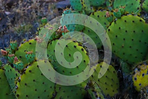 Closeup of a prickly pear cactus