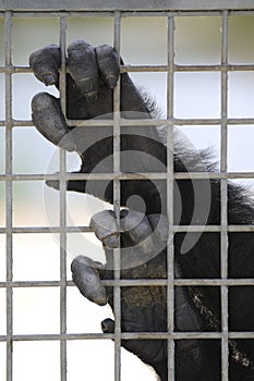 Closeup primates hands photo