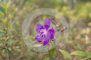 Closeup of a Princess flower (Tibouchina semidecandra)