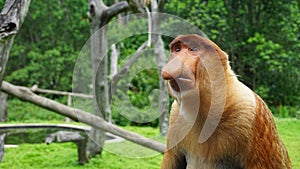 Closeup of a proboscis monkey, Nasalis larvatus. Malaysia.