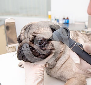 Closeup professional veterinary doctor examining pet dog eye with otoscope