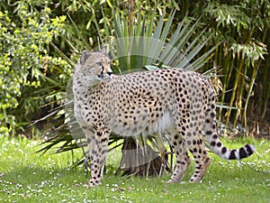 Closeup of African Cheetah