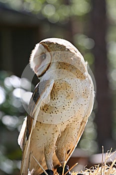 Closeup Profile of a Barn Owl Raptor