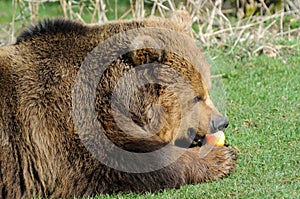 Brown bear feeding on apple