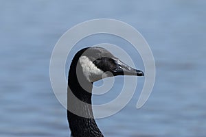 Closeup profile of Canada Goose head