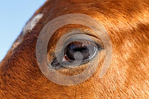 Closeup Profile of Eye Horse