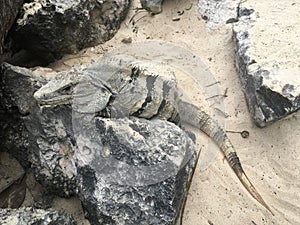 Closeup profile face and body of reptile. Lizard with dark eys, danger face scaly and spiny skin, wide open mouth Mexican grey