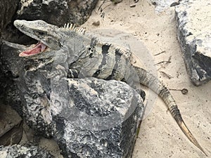 Closeup profile face and body of reptile. Lizard with dark eys, danger face scaly and spiny skin, wide open mouth Mexican grey