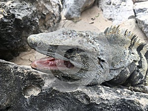 Closeup profile face of reptile. Lizard with dark eys, danger face scaly and spiny skin, wide open mouth Mexican grey striped