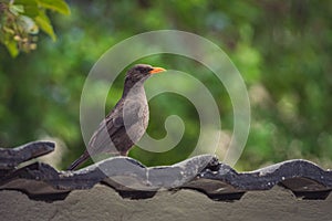 Closeup profile portrait of a black thrush bird perched on a rooftop with a nature background