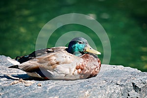 Closeup profile portrait of a mallard duck resting on a rock