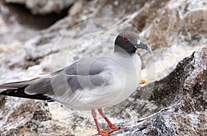 Closeup profile portrait of swallow-tailed gull perched on rocks