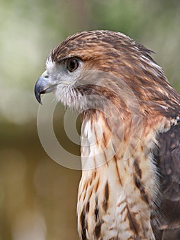 Closeup Profile of Red Tailed Hawk Raptor