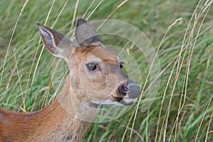 Closeup Profile of Whitetail Deer Doe