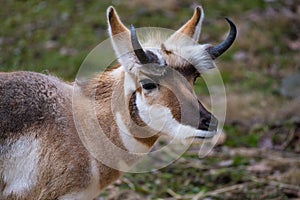 A closeup of a pronghorn in a grassy meadow