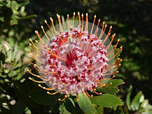 Closeup Protea pincushion flower in full bloom