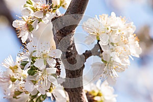 Prune plum tree branch with white flowers in bloom against blue sky background