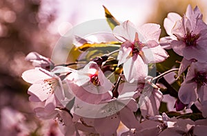 Closeup of Prunus yedoensis, Yoshino cherry. photo