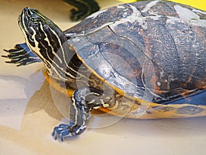 Closeup of a pseudemys peninsularis turtle