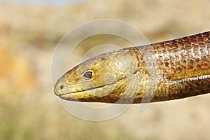 Closeup of Pseudopodus apodus head photo