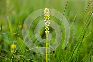 Closeup of Pseudorchis albida orchid in summer