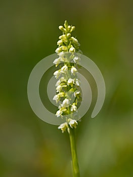 Closeup of Pseudorchis albida orchid on a sunny day in summer