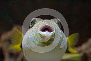 CloseUp of a Puffer Fish