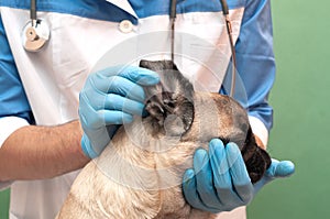 Closeup pug dog having a check-up in his ear by a veterinarian