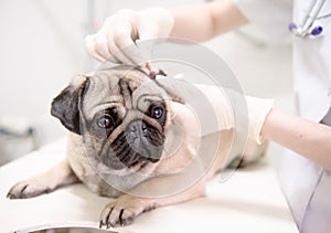 Closeup pug dog having a check-up in his ear by a veterinarian