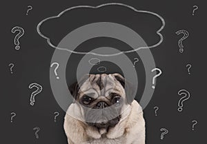 Closeup of pug puppy dog sitting in front of blackboard sign with question marks and blank thought bubble