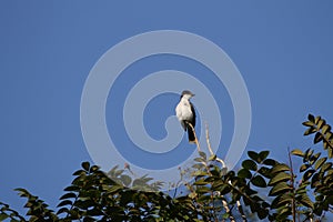 Closeup of a Pugnacious royal tyrant perched on a tree branch