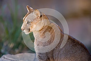 Closeup of a Puma or Cougar in Patagonia