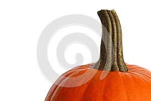 Closeup of pumpkin stalk