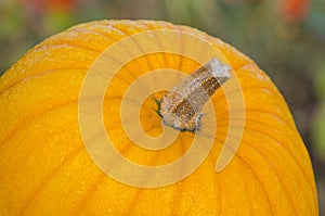 Closeup of pumpkin stalks