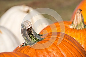 Closeup of a pumpkin stem