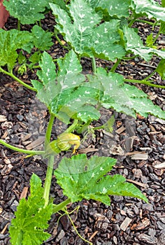 Pumpkin vine with leaves and flower bud growing in organic vegetable garden