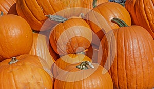 Closeup of Pumpkins