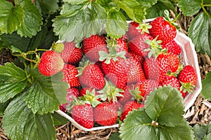 Punnet with freshly picked strawberries growing in organic strawberry garden photo