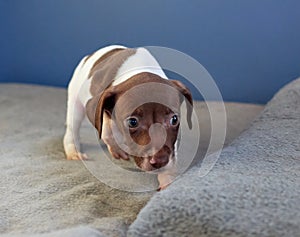 Closeup of a puppy of a German shorthaired pointer dog