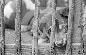 Closeup puppy in wood cage background in black and white tone