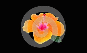 Closeup of pure orange hibiscus flower blossom blooming isolated on black background, stock photo, spring summer flower, single