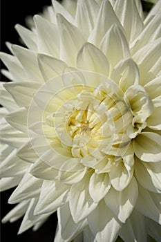 Closeup of a pure white dahlia blossom of the formal decorative type
