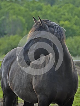 Portrait of Purebred Canadian Horse photo