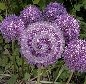 Closeup of purple Alliums in full bloom