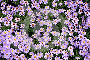 Closeup of purple aromatic Aster flowers in a field