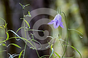 Closeup: purple bell flower growing in the autumn forest.